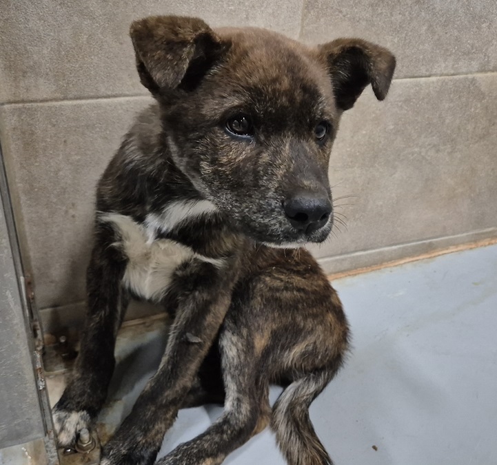 김천시 동물보호센터_447506202500363